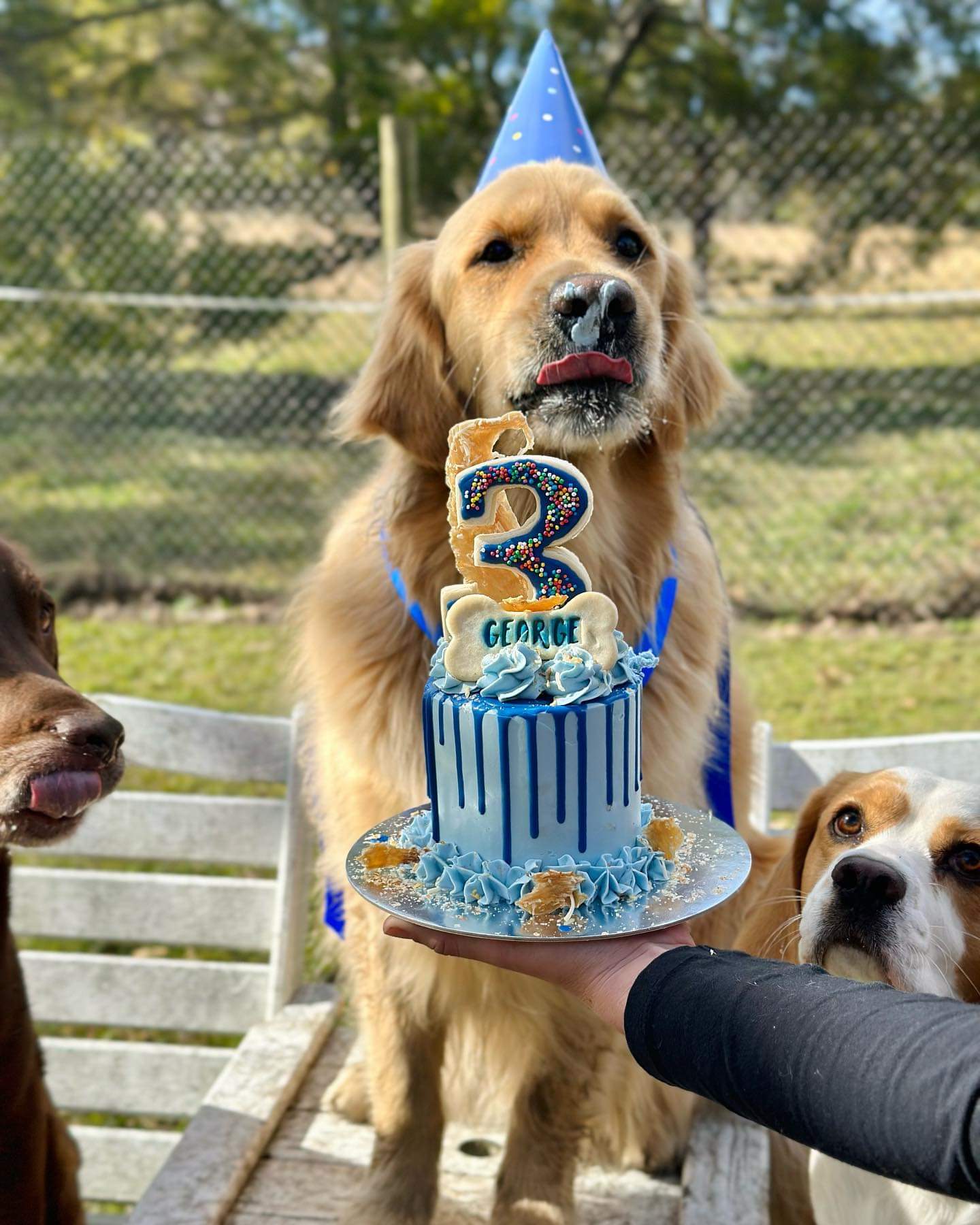 Regular Occasion Cake